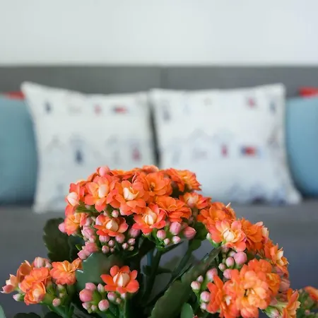 Blue Iun S0079 شقة